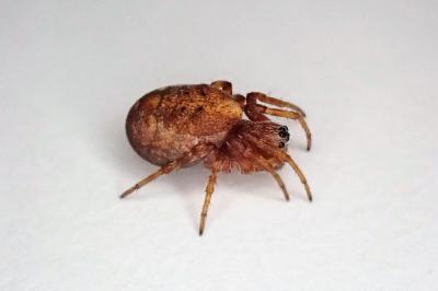 <i>Cercidia prominens</i>