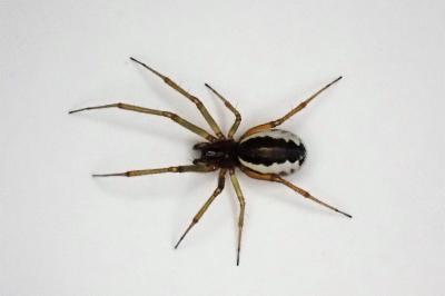 <i>Frontinellina frutetorum</i>