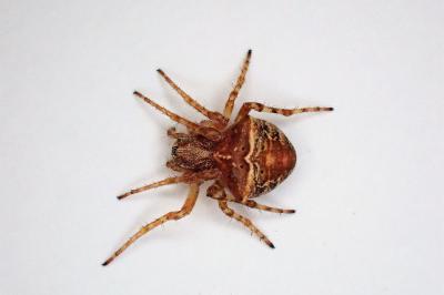 <i>Gibbaranea bituberculata</i>
