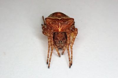 <i>Gibbaranea bituberculata</i>