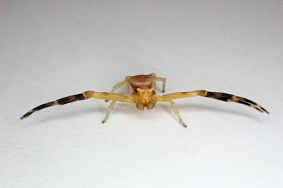 <i>Thomisus onustus</i>