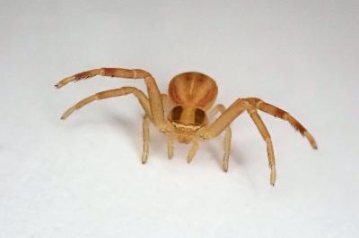 <i>Runcinia grammica</i>