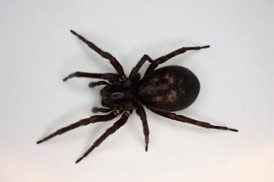 <i>Amaurobius ferox</i>