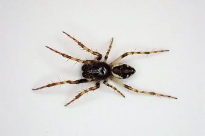 <i>Cyclosa conica</i>