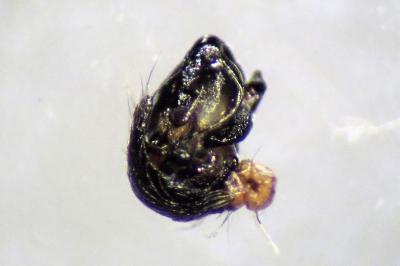 <i>Cyclosa conica</i>