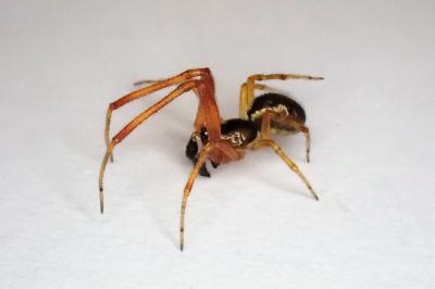 <i>Anelosimus vittatus</i>