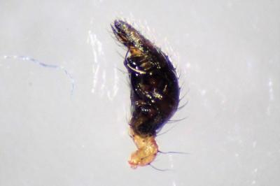 <i>Anelosimus vittatus</i>