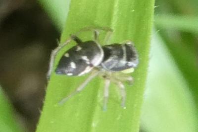 <i>Heliophanus cupreus</i>