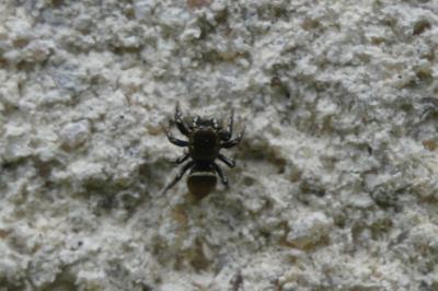 <i>Heliophanus</i>