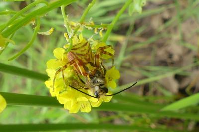 <i>Thomisus onustus</i>