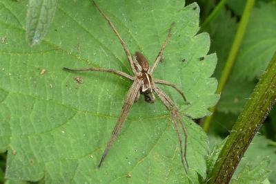 <i>Pisaura mirabilis</i>
