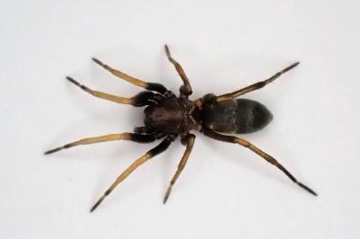 <i>Micaria pulicaria</i>