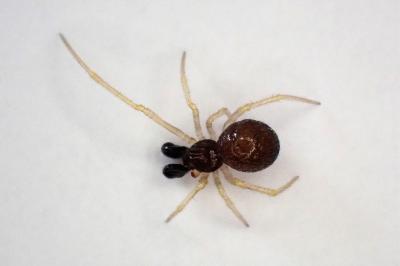 <i>Neottiura bimaculata</i>