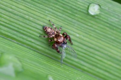<i>Macaroeris nidicolens</i>