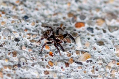 <i>Pseudeuophrys erratica</i>