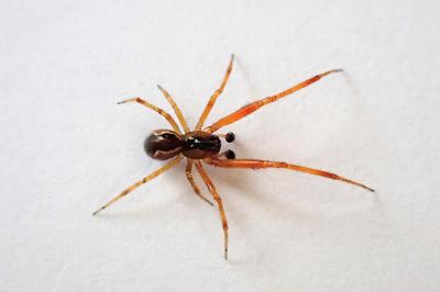 <i>Anelosimus vittatus</i>