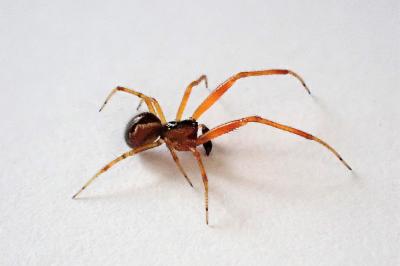 <i>Anelosimus vittatus</i>