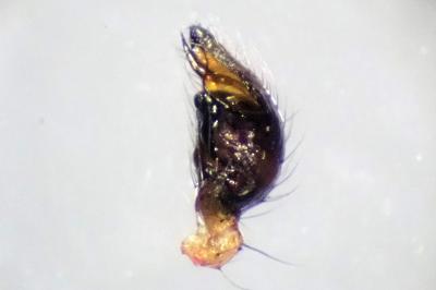 <i>Anelosimus vittatus</i>