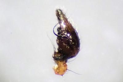 <i>Anelosimus vittatus</i>