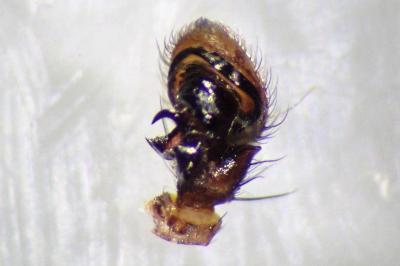 <i>Xysticus cristatus</i>