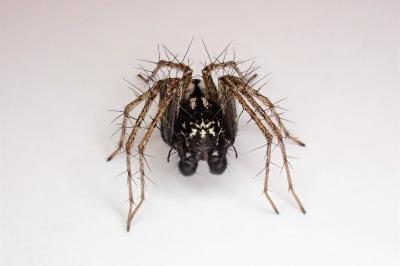 <i>Oxyopes heterophthalmus</i>