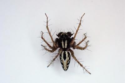 <i>Oxyopes heterophthalmus</i>