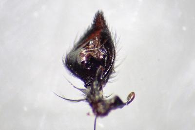 <i>Oxyopes heterophthalmus</i>