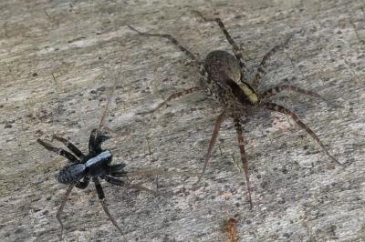 <i>Pardosa</i>