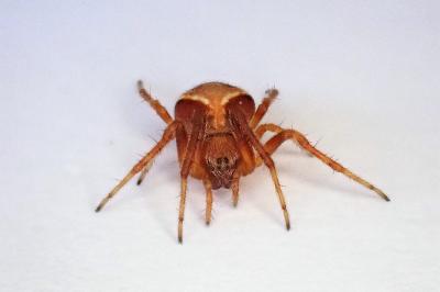<i>Araneus sturmi</i>