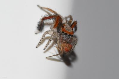 <i>Saitis barbipes</i>