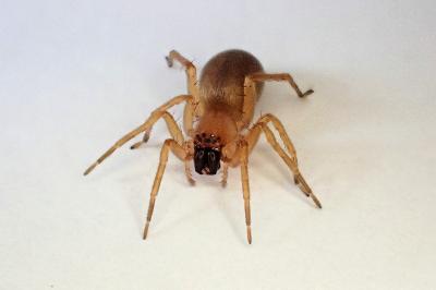 <i>Clubiona terrestris</i>