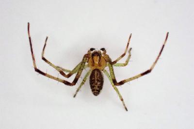 <i>Diaea dorsata</i>