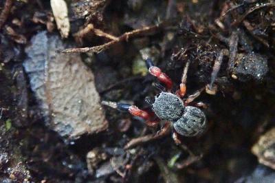 <i>Ballus rufipes</i>