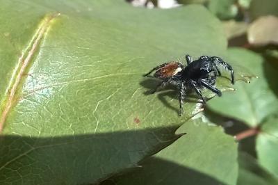 <i>Carrhotus xanthogramma</i>