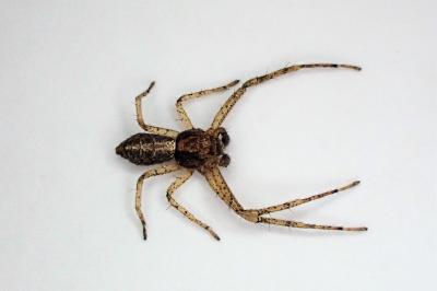 <i>Tmarus piger</i>