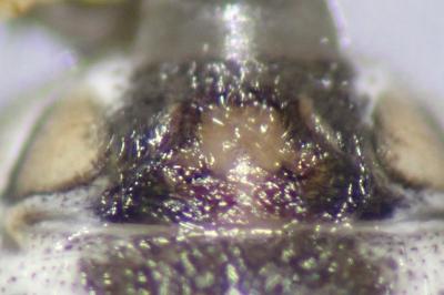 <i>Tmarus piger</i>