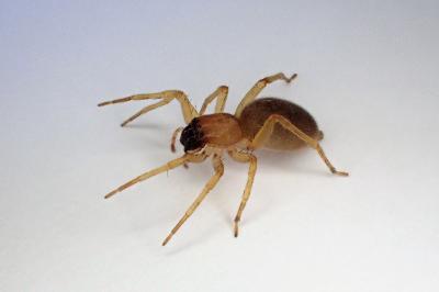 <i>Clubiona terrestris</i>