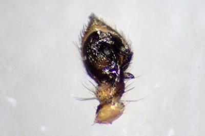 <i>Tmarus piger</i>
