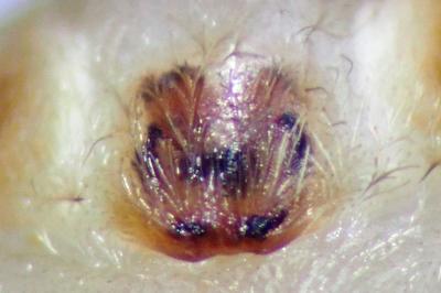 <i>Clubiona terrestris</i>