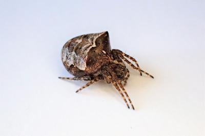 <i>Gibbaranea bituberculata</i>