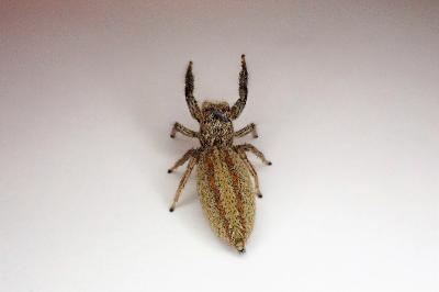 <i>Marpissa radiata</i>