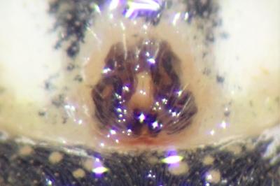 <i>Marpissa radiata</i>
