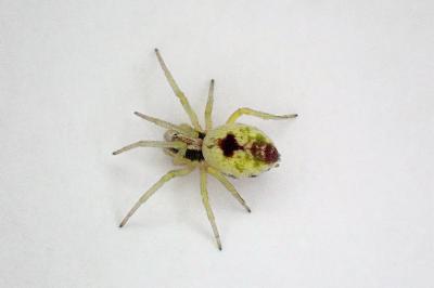 <i>Nigma puella</i>