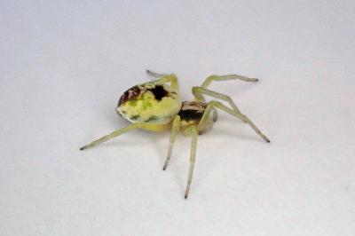 <i>Nigma puella</i>