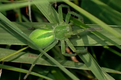 <i>Micrommata virescens</i>