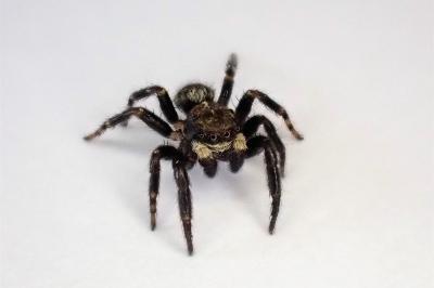 <i>Pseudeuophrys erratica</i>