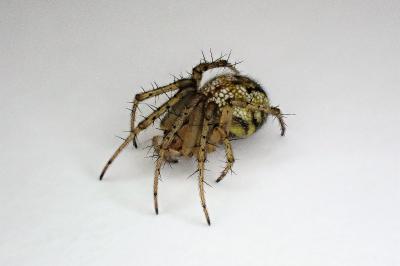 <i>Mangora acalypha</i>