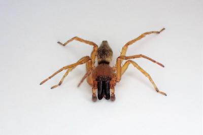 <i>Clubiona lutescens</i>