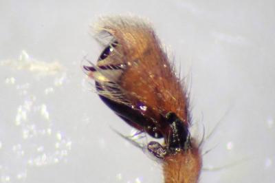 <i>Clubiona lutescens</i>