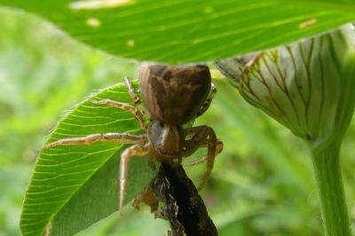 <i>Xysticus</i>